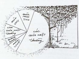 Giáo lý dự tòng công giáo. Bài 26: Năm phụng vụ.